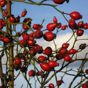 Surse de vitamina C în alimentația bebelușului sau a copilului