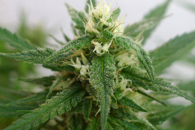 Canepa, planta minune