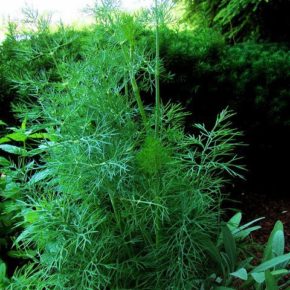 Mărar, un calmant natural