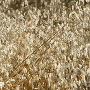 Ovăz integral, cea mai hrănitoare cereală