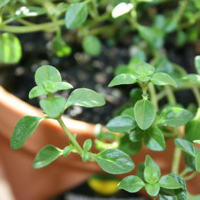 Cimbru, cel mai eficient remediu antimicrobian