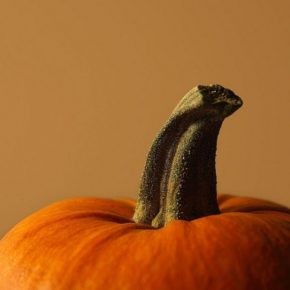 Dovleacul – fruct sau legumă?